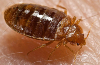 Expert Edmonton Bed Bug Control